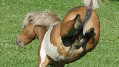 Dream About A Horse Kick – Exploring the Meaning