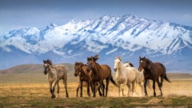 Dream About Wild Horses – Symbolism and Significance