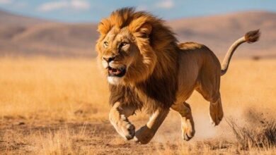Dream About Lion Chasing You – Hidden Messages and Insights