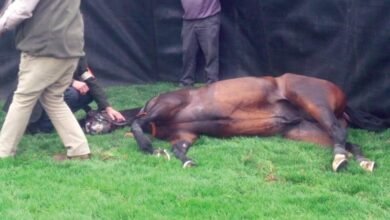 Dream About Horse Dying – Exploring the Meaning