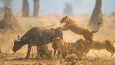 Dream About Lions Hunting Me – Spiritual and Psychological Insights