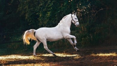 Dream About Finding Horse – Spiritual and Psychological Insights
