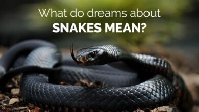 Dream About A Snake Islam – Causes and Interpretations