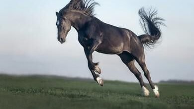Dream About Playful Horse – What It Represents