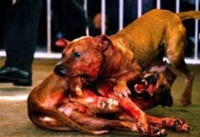 3231 dream about dog fighting in islam hidden messages and insights 220x150 - Dream About A Vicious Dog – Analysis and Explanation