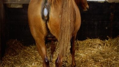 Dream About Horse Giving Birth – What It Could Indicate