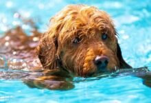 3276 dream about dog drowning decoding the message 220x150 - Dream About Dog Who Passed Away – Hidden Messages and Insights