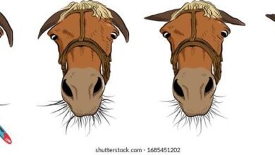 Dream About Sick Horse – Analysis and Explanation