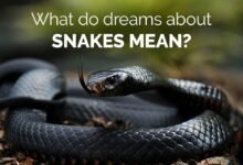 3295 dream about snake headless symbolism and significance 220x150 - Dream About Snake Crawling On Your Body – Exploring the Meaning