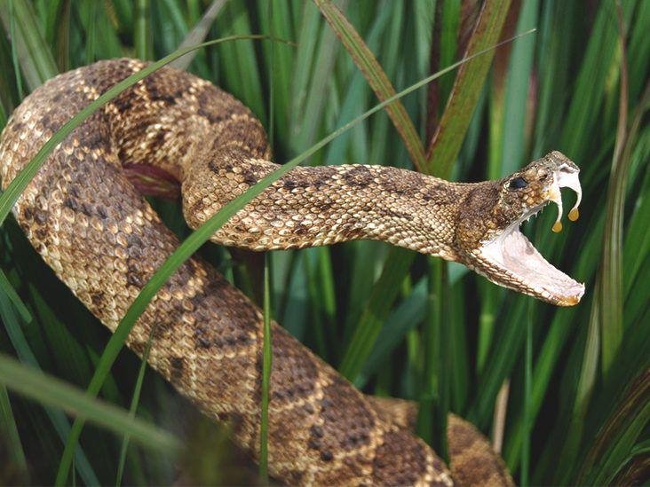 32x549 - Dream About Snake Biting Me Islam – Hidden Messages and Insights