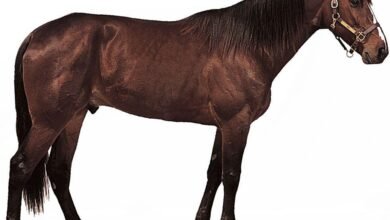 Dream About Horse Brown – Hidden Messages and Insights