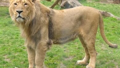 Dream About 3 Lions – Hidden Messages and Insights
