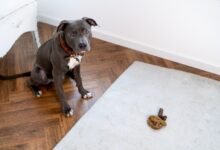 3324 dream about dog pooping in house understanding its implications 220x150 - Dream About Saving A Dog – Exploring the Meaning