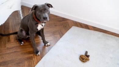 Dream About Dog Pooping In House – Understanding Its Implications