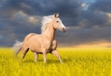 3334 dream about yellow horse analysis and explanation 220x150 - Dream About Pink Horses – Symbolism and Significance