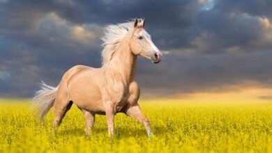 Dream About Yellow Horse – Analysis and Explanation