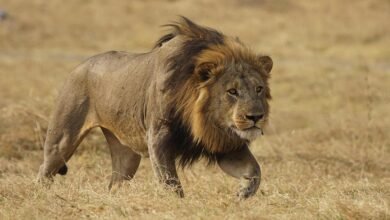 Dream About A Lion Stalking Me – Analysis and Explanation