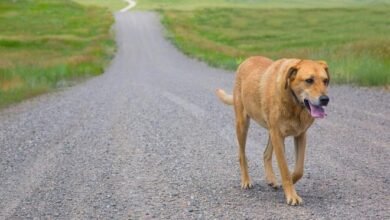 Dream About My Dog Going Missing – Causes and Interpretations