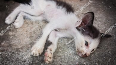 Dream About Cat Dying – Analysis and Explanation