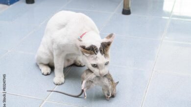 Dream About Cat Catching Rat – Symbolism and Significance