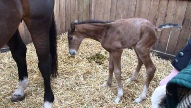 Dream About A Newborn Horse – What It Could Indicate