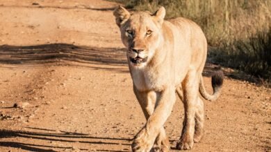 Dream About Female Lion – Spiritual and Psychological Insights