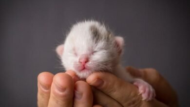 Dream About A Newborn Cat – Spiritual and Psychological Insights