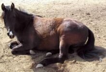 3419 dream about horse lying down what it could indicate 220x150 - Dream About Horses Fighting – Causes and Interpretations