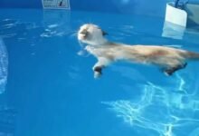 3435 dream about cat swimming understanding its implications 220x150 - Dream About A Cat Biting My Foot – Analysis and Explanation