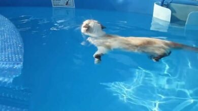 Dream About Cat Swimming – Understanding Its Implications