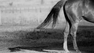 Dream About Horse Tail – Spiritual and Psychological Insights