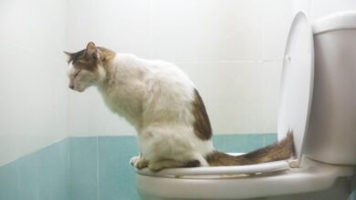 Dream About Cat Pooping – Decoding the Message