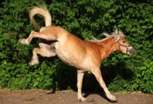 3505 dream about being kicked by a horse causes and interpretations 220x150 - Dream About Horse Following Me – Decoding the Message