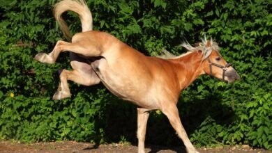Dream About Being Kicked By A Horse – Causes and Interpretations