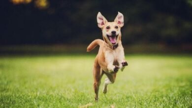 Dream About Dog Running – Symbolism and Significance