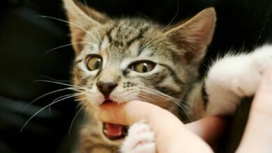 Dream About Cat Biting – What It Represents