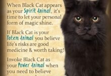 3544 dream about cat protecting me symbolism and significance 220x150 - Dream About Cat Throwing Up – Analysis and Explanation