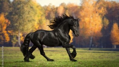 Dream About Black Horse – Symbolism and Significance