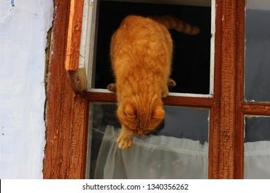 356262 - Dream About Cat Escaping – Decoding the Message