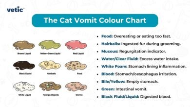 Dream About Cat Vomiting – Causes and Interpretations