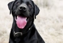 3582 dream about 3 black dogs exploring the meaning 220x150 - Dream About Dog Urine – Hidden Messages and Insights