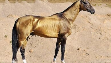 Dream About Gold Horse – Decoding the Message