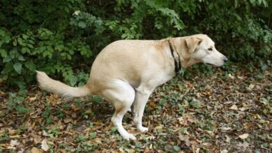 Dream About Eating Dog Poop – Understanding Its Implications