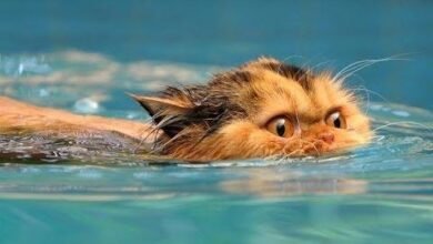 Dream About Cat Drowning – Causes and Interpretations