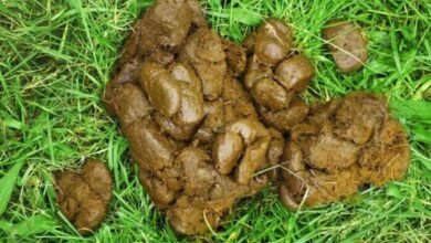 Dream About Horse Poop On Me – What It Represents