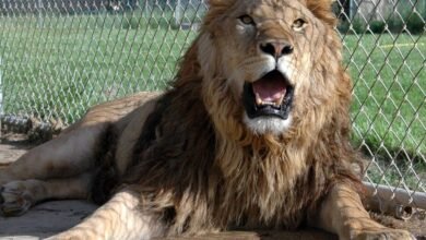 Dream About Having A Pet Lion – Decoding the Message