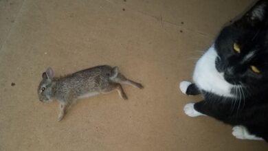 Dream About Cat Eating Rabbit – What It Represents