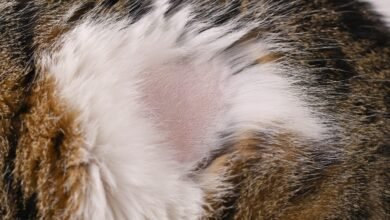 Dream About Cat Losing Fur – Decoding the Message