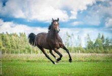 Dream About Horses Running – Understanding Its Implications