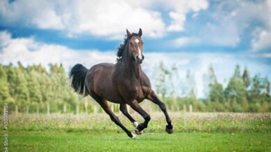 Dream About Horses Running – Understanding Its Implications